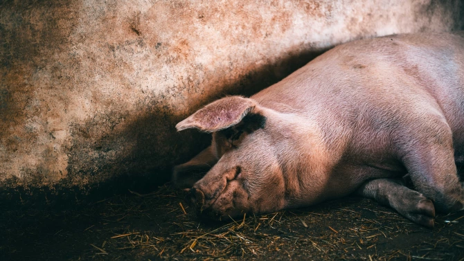 Африканска чума по свинете АЧС е регистрирана по диви прасета