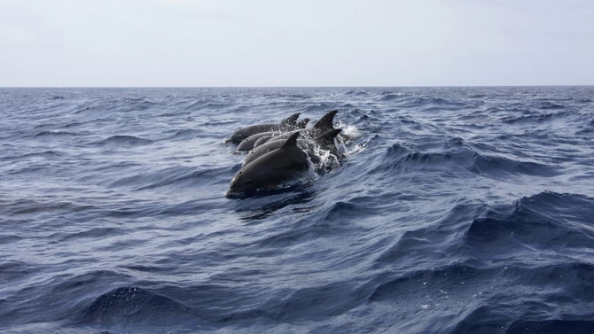 Двайсет и седем мъртви делфина изплуваха на маврциански бряг потвърди