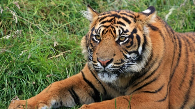 Рядък суматрански тигър умря хванат в капан в Индонезия предаде