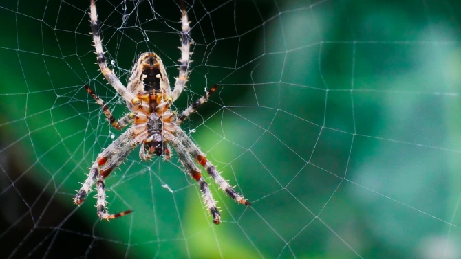 Вдъхновени от паяците учени от Германия разработиха уникален антибактериален материал