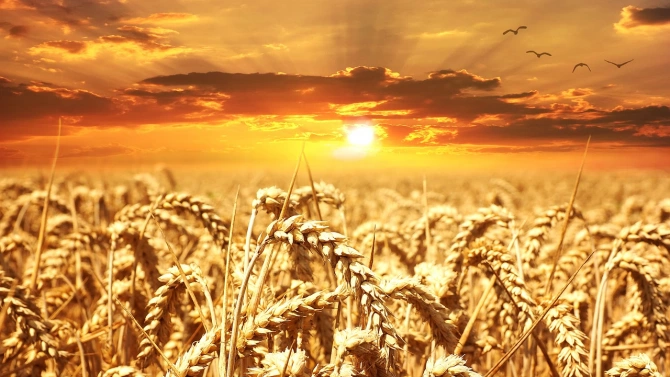 4 626 318 тона е произведената пшеница за 2020 г
