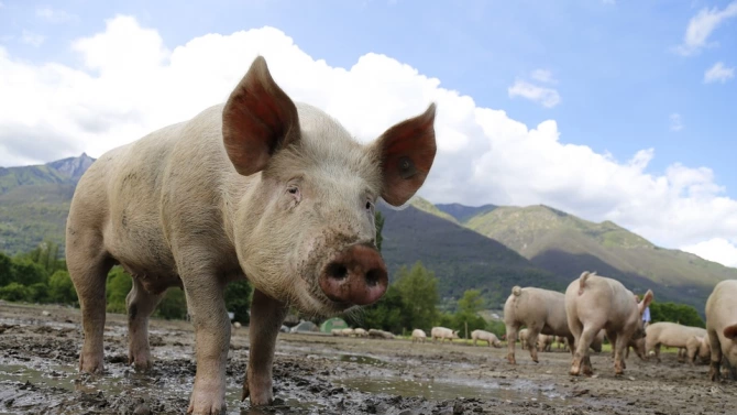 95 от пробите при изследваните за африканска чума диви свине