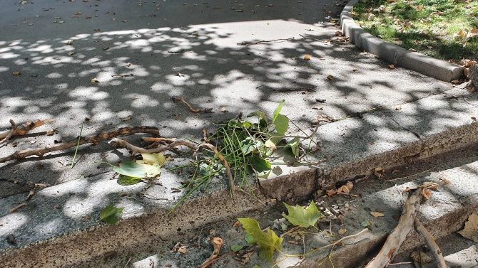 На косъм от трагедия в София Изсъхнал клон на дърво