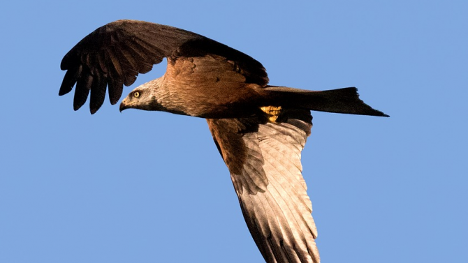 Живот за царския орел е сред 15 те номинирани от Европейската