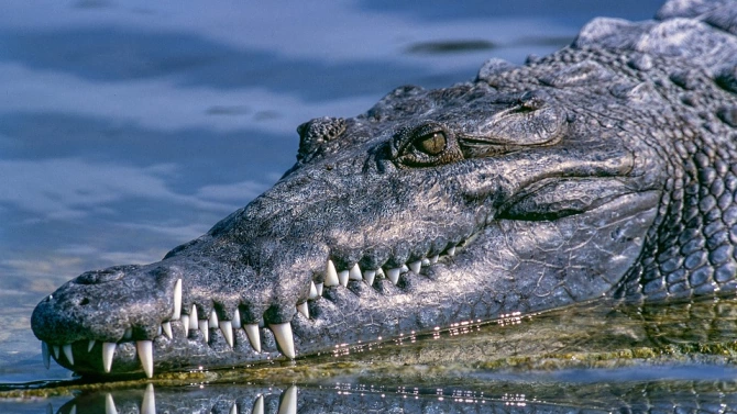 Гражданска защита издирва крокодил в германската провинция Тюрингия след като