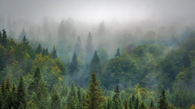 Близо 2000 декара нови гори ще бъдат залесени в Североизточна