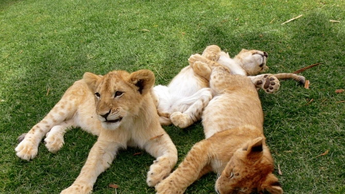 Три берберски лъвчета се родиха в чешки зоопарк съобщи Асошиейтед
