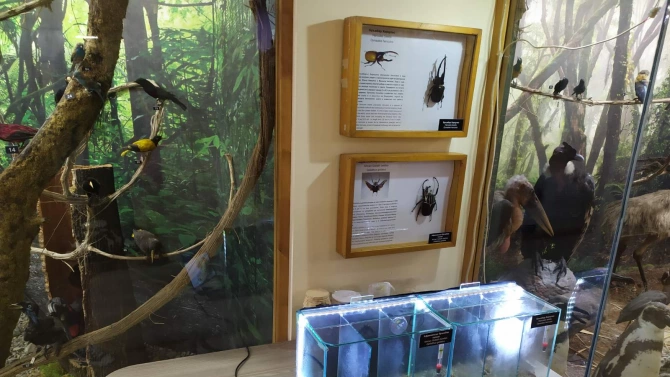 В Регионалния природонаучен музей Пловдив започна отглеждане на ларви