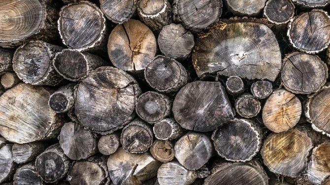 Незаконно добита дървесина установиха служители на полицейското управление в Стражица