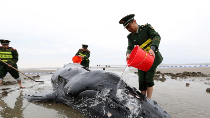 Трети ден спасяват заседнали китове в плотчините край остров Тасмания