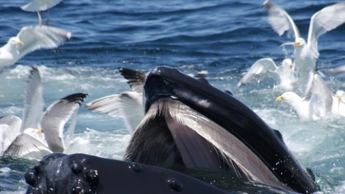 Кризата с китовете самоубийци в Австралия се оказа по голяма Заседналите в