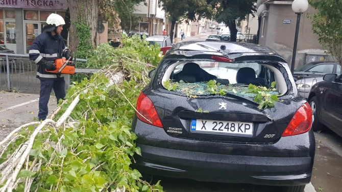 Дърво падна върху лек автомобил в Хасково Инцидентът е станал