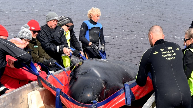 Спасителите потвърдиха че са спасили общо 108 от гриндите китове