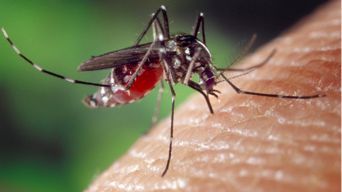 Комар, който ухапе човек с Ковид-19, не може да пренесе