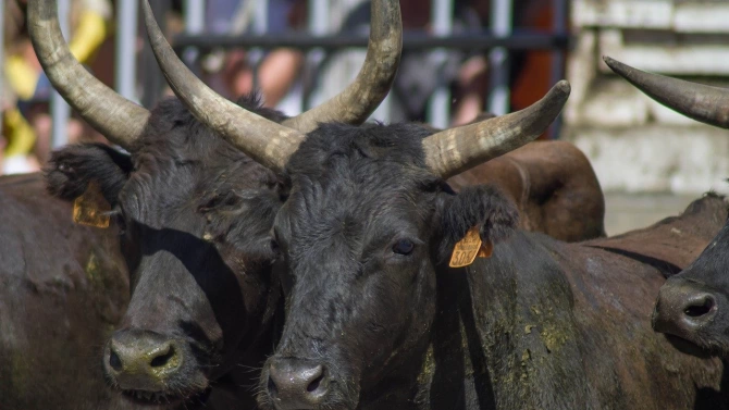 Два огромни бика тероризират жители на столичния кв Лозенец разказва