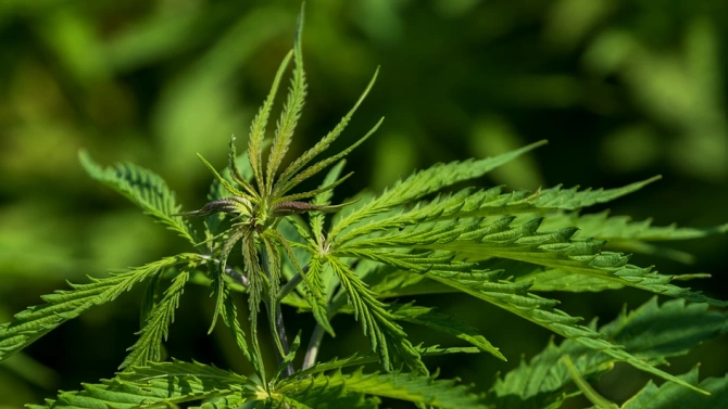 Полицаи са открили в новозагорското село Бял кладенец 53 растения