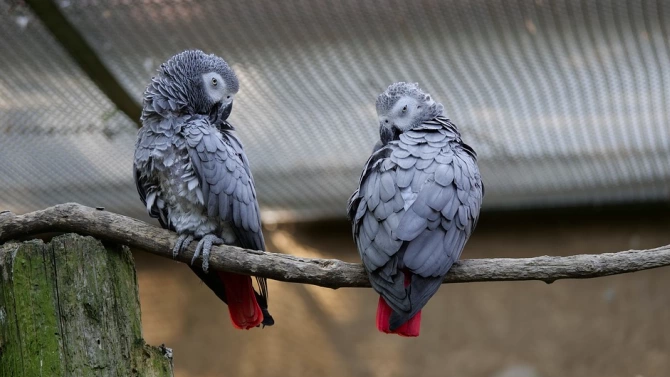 Британски зоопарк постави папагали в изолация защото започнаха да псуват