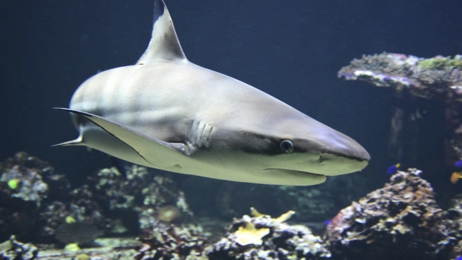 Съществува риск акулите да се превърнат в косвени жертви на