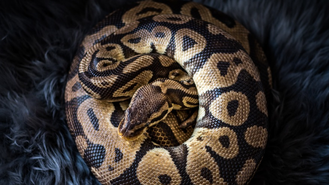 Най-старата змия в света снесе яйца без помощта на мъжки екземпляр