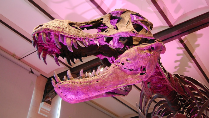 Скелетът на тиранозавър рекс, живял преди около 67 милиона години