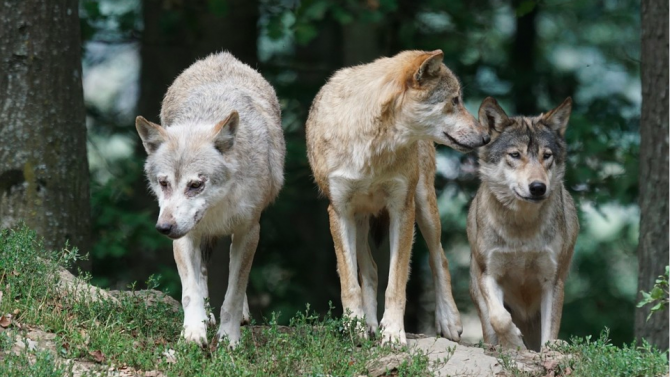 Заловени са три вълка, избягали от френски резерват, четири други се търсят