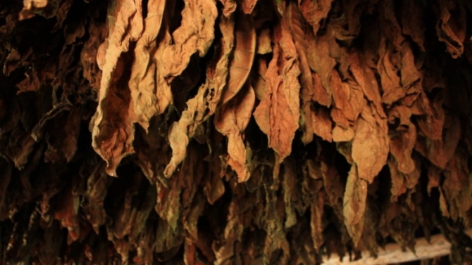 Спипаха близо 2,5 тона нелегален тютюн в пловдивското с. Катуница