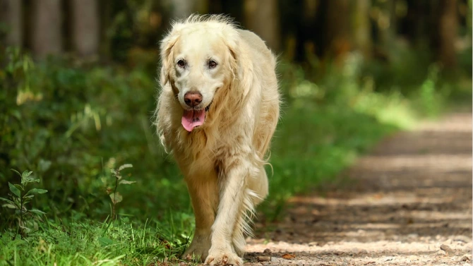 Симпатично куче от породата голдън ретривър стана интернет сензация след