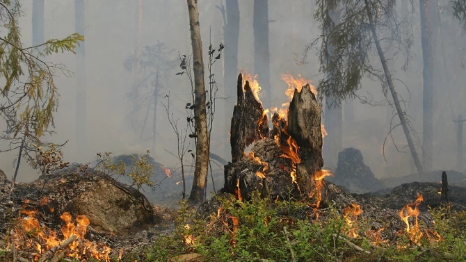 250 декара борова гора е била спасена след пожар в
