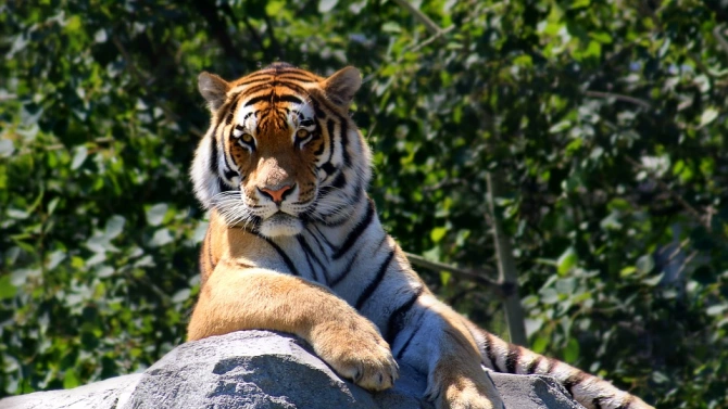 Индийските власти преследват тигър който убил осем души за две
