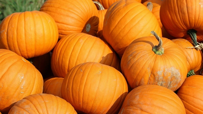 В Севлиево започват традиционните есенни празници на тиквата Тържествата които