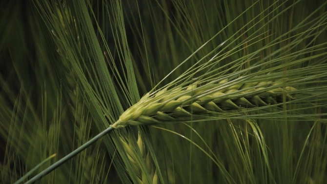 Сеитбата на пшеницата в Добричка област започна и след падналите