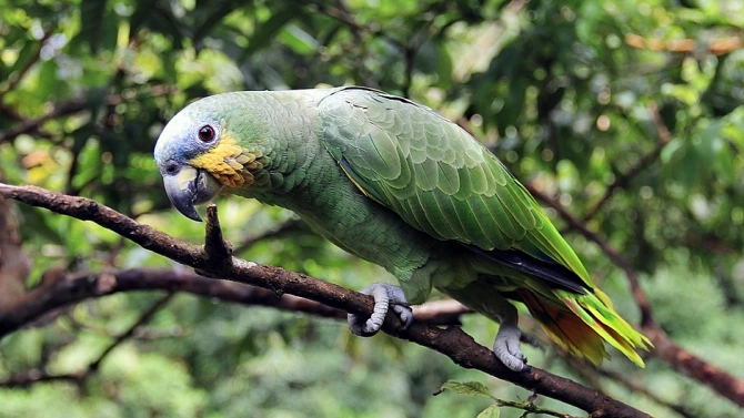 Зелени папагали които до неотдавна можеха да се видят главно