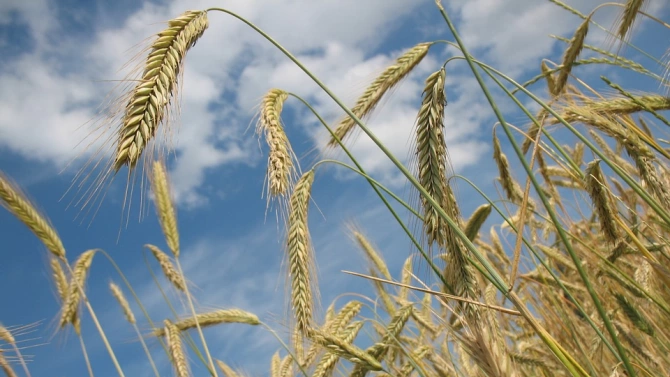 Земеделските стопани в Добричка област произведоха 328 801 тона царевица