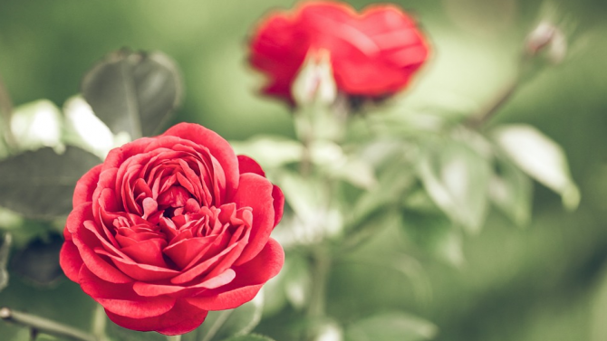 202 рози в знак на признателност към донорите засаждат до НДК