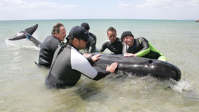 Природозащитници започнаха операция за спасяване на китове, които заседнаха край