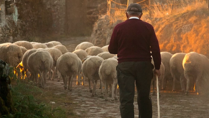 Румънски овчар погребан от семейството си се мъчи да докаже