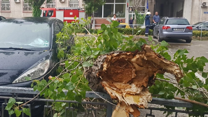 Голямо дърво се стовари и причини щети на няколко автомобила