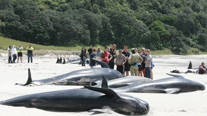 Стадо от 19 кита загина в Нова Зеландия след като