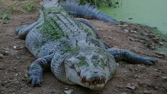 Триметров крокодил нападна уби за секунди и завлече на дъното