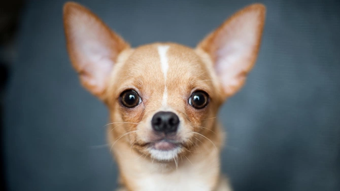 Ветеринарният лекар който е издал невалиден паспорт на кучето Рая