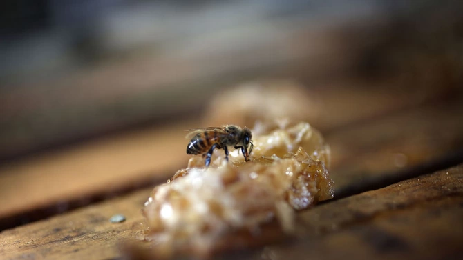 100 кг пчелен мед са откраднати от къща в село