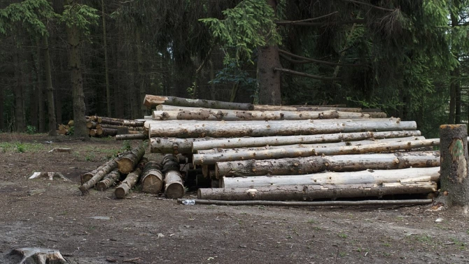 Проверка на Регионална дирекция по горите Бургас спря сечта в частни