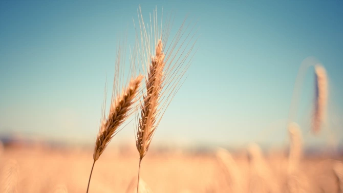 Сушата погуби 1 723 855 тона пшеница слънчоглед и царевица