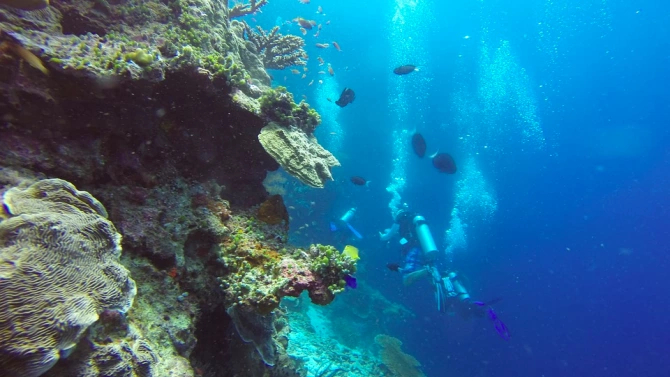 Американски и австралийски учени откриха небостъргач от корали недалече от