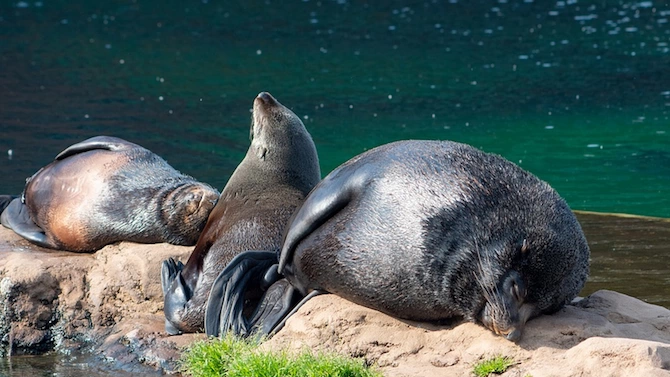 Масовата гибел на над 7000 бебета тюлени в Намибия може