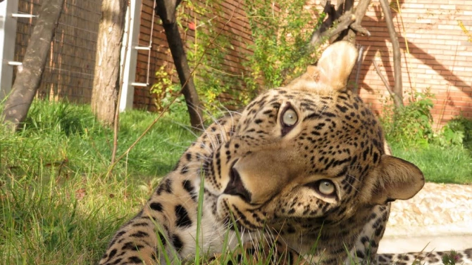 Зоологическата градина в София получи женски персийски леопард от Зоопарк