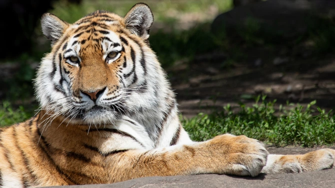 Софийският зоопарк започна подготовка за зимния пероиод Още през октомври