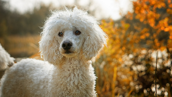 В Италия беше регистрирано първото куче, заразено с Covid-19 