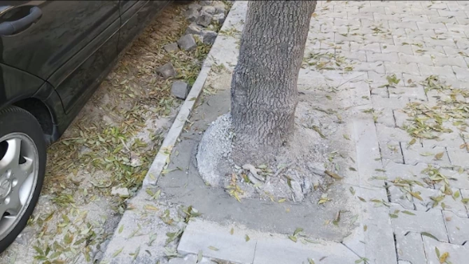Сигнал за бетонирани дръвчета в центъра на столицата От Спаси