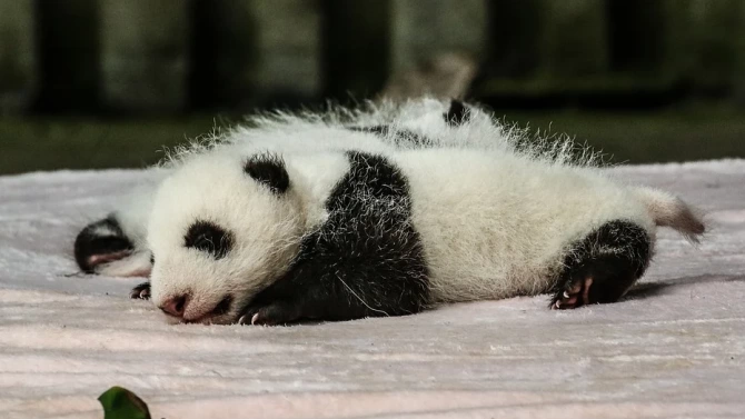 Първата гигантска панда родена в Нидерландия на възраст седем месеца